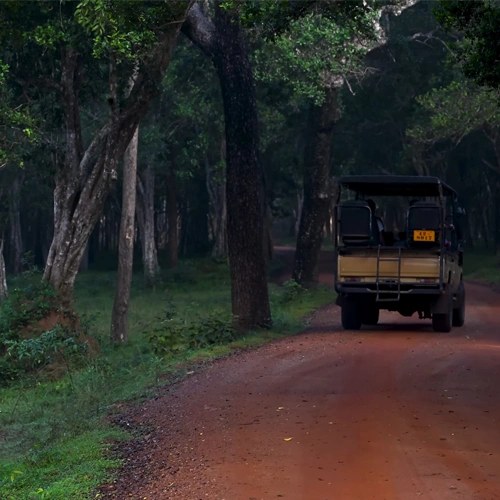 Wilpattu Safari